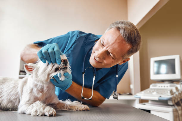 Best Emergency Tooth Extraction in Highland, MD